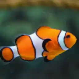  ياسمين
